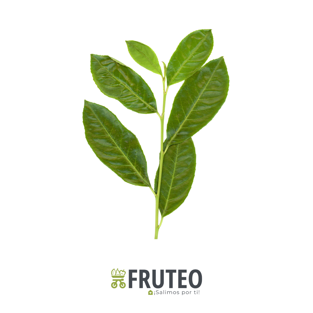 Fruteo frutas, verduras y hortalizas frescas y seleccionadas directamente del campo hasta tu casa. Somos un fruver digital con domicilios en Bogotá, Chia, Cajicá, Cota y Sopó. Directamente del campo, sin salir de casa. Paga seguro en nuestra pagina o contra entrega con dátafono.