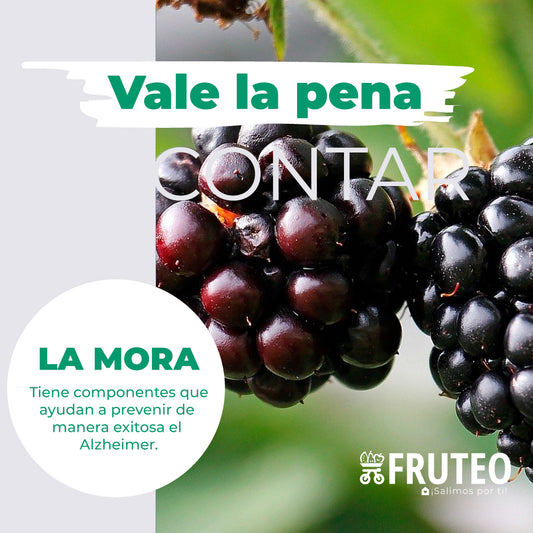 Beneficios de la Mora🍇