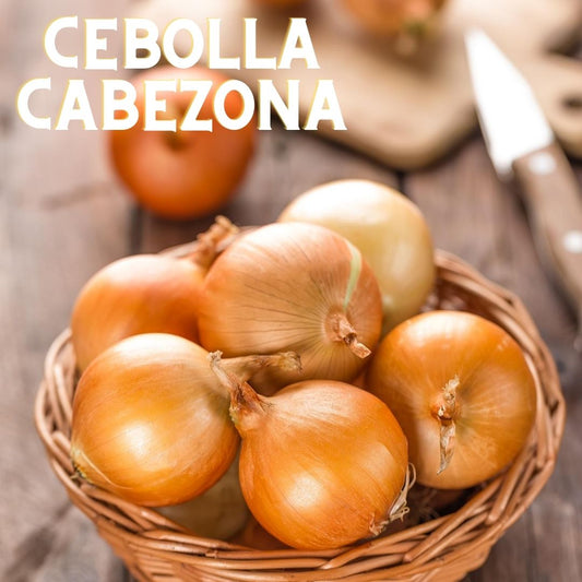 Conozcamos la cebolla cabezona👀