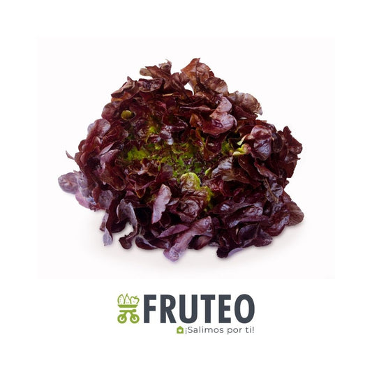 Lechuga crespa morada